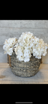 White hydrangea bunch