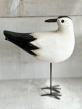 Standing ocean bird