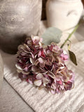 The plum hydrangea