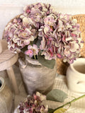 The plum hydrangea