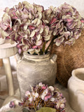 The plum hydrangea
