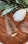 The bottle brush tree
