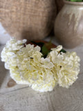 The cream hydrangea bunch