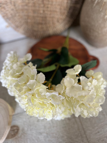 The cream hydrangea bunch