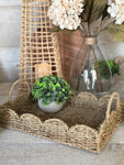 The scalloped seagrass tray