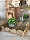 The scalloped seagrass tray