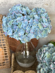 blue hydrangea bunch