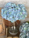 blue hydrangea bunch