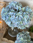 blue hydrangea bunch