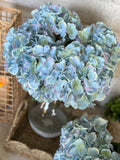 blue hydrangea bunch