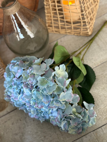 blue hydrangea bunch