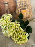 Green hydrangea bunch