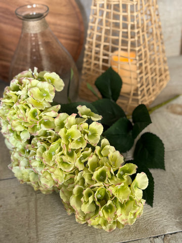 Green hydrangea bunch