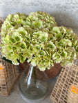 Green hydrangea bunch