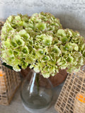 Green hydrangea bunch