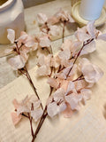 bougainvillea stem