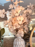 bougainvillea stem