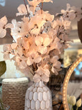bougainvillea stem