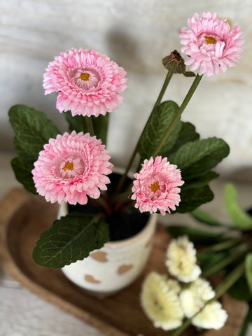The potted gerbera daisy