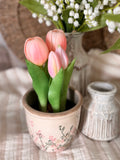 The potted tulips