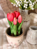 The potted tulips
