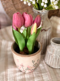 The potted tulips