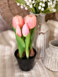 The potted tulips