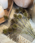 The chestnut balls - green brown
