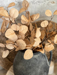 The golden eucalyptus