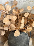 The golden eucalyptus