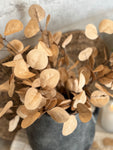 The golden eucalyptus