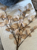 The golden eucalyptus