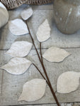 The felt leaf stem