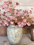 The blush lantern flowers