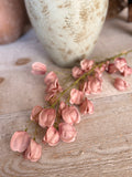 The blush lantern flowers