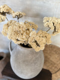 Cream sedum