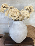 Cream sedum