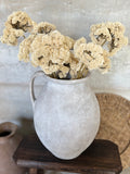 Cream sedum