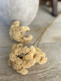 Cream sedum
