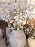 White orchids