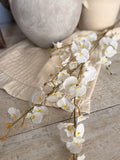 White orchids