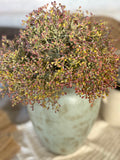 Viburnum berry stem