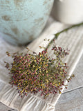 Viburnum berry stem
