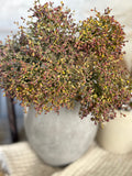 Viburnum berry stem