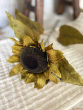 Sunflower stem