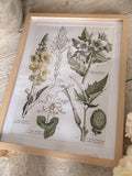 The floral frame