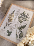 The floral frame