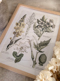 The floral frame