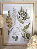 The floral frame