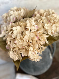 The blush dusted hydrangea